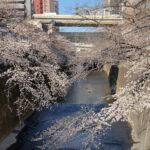 石神井川にかかる桜
