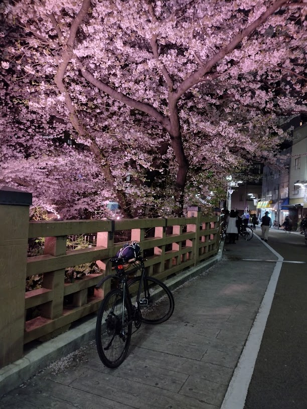 復路、「板橋」の夜桜。