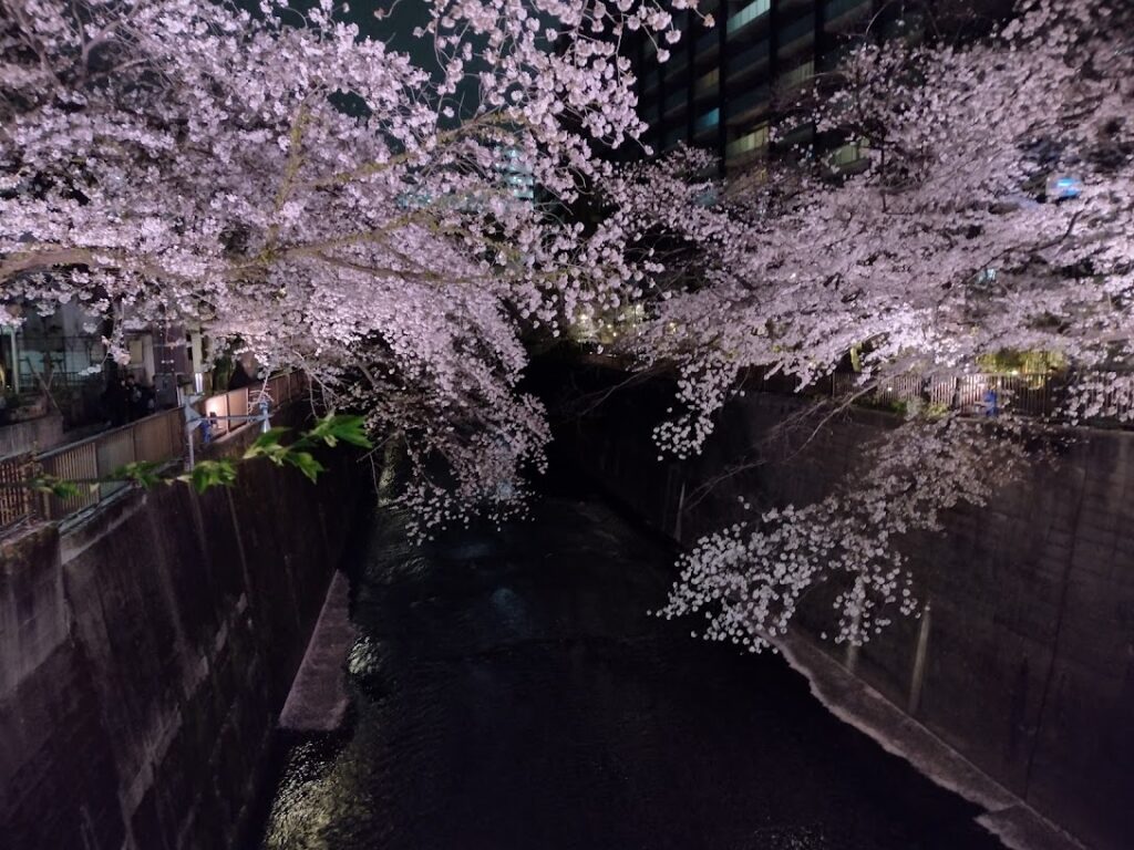 夜の石神井川にかかる桜。