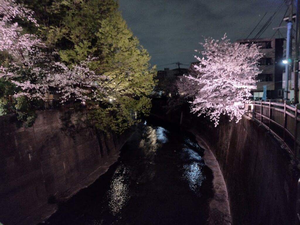 橋の反対側（帝京大学病院側）の桜はちょっと少ないです。